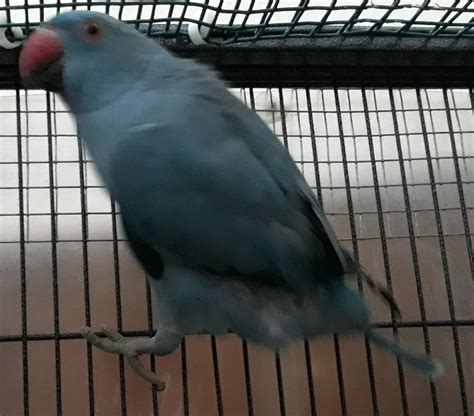 Albino <strong>Indian ringnecks</strong> do not have a distinctive black ring. . Indian ringneck for sale kissimmee fl